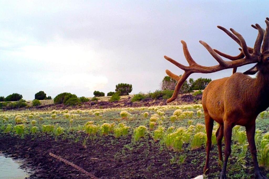 Gasthaus Broken Spur Ranch, Off Gridoasis#Stargazing Valle Exterior foto